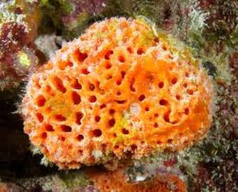 do sea sponges move